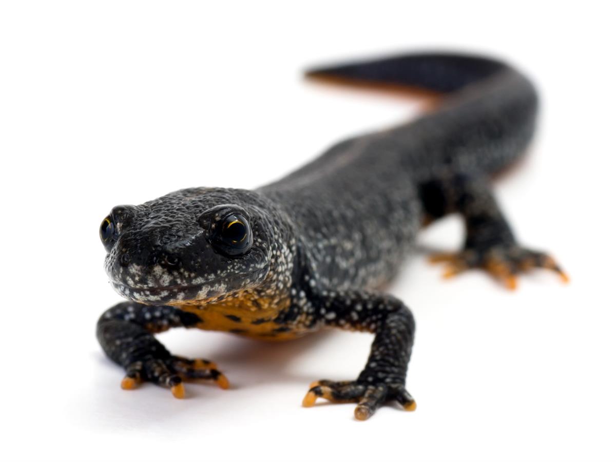 Great Crested Newt